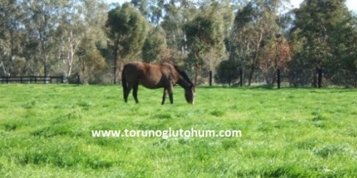 At Harası Tohumu - At Merası Tohumu Karışımları